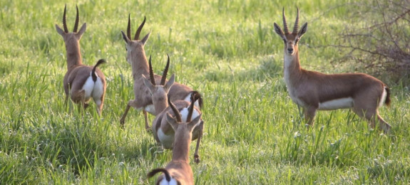 الحياة في البرّ